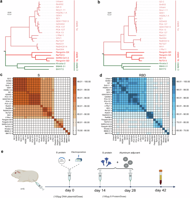 Immunogenic relationship mapping supports a minimal-set trivalent vaccine strategy for broad sarbecovirus protection