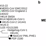 Immunogenicity and protective efficacy of MERS CoV, NL140422, and HKU4 spike protein nanoparticle vaccines