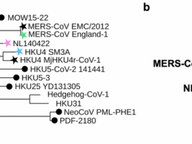 Immunogenicity and protective efficacy of MERS CoV, NL140422, and HKU4 spike protein nanoparticle vaccines