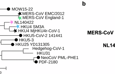 Immunogenicity and protective efficacy of MERS CoV, NL140422, and HKU4 spike protein nanoparticle vaccines