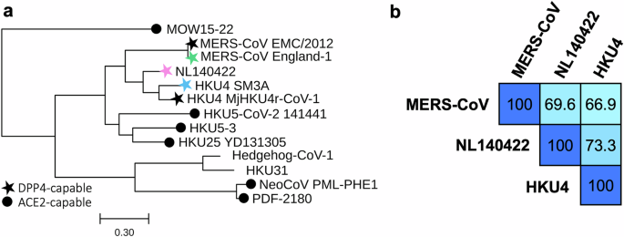 Immunogenicity and protective efficacy of MERS CoV, NL140422, and HKU4 spike protein nanoparticle vaccines