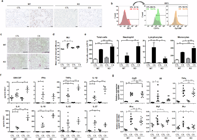 Interferon regulatory factor 5 involves the pathogenesis of emphysema through NLRP3 and Ly6C expressing cells