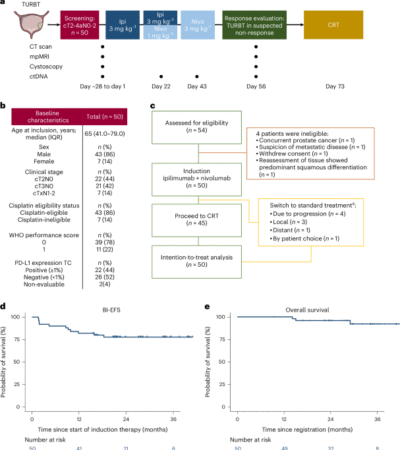 Ipilimumab and nivolumab followed by chemoradiotherapy as bladder-sparing treatment in muscle-invasive bladder cancer: a phase 2 trial