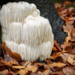 Lion's Mane: Benefits and Nutrition Profile