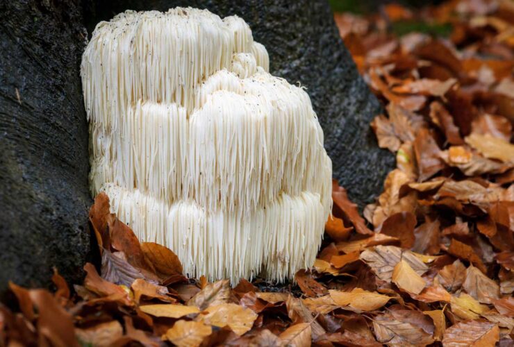 Lion's Mane: Benefits and Nutrition Profile