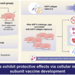 Live-vectored antigen cocktail confers protection against African swine fever virus (ASFV) Georgia 2007/1 challenge