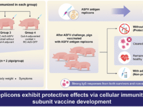 Live-vectored antigen cocktail confers protection against African swine fever virus (ASFV) Georgia 2007/1 challenge