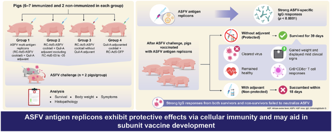Live-vectored antigen cocktail confers protection against African swine fever virus (ASFV) Georgia 2007/1 challenge