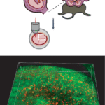Long-term imaging in the embryonic mouse brain