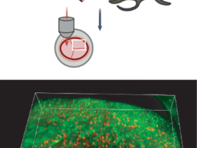Long-term imaging in the embryonic mouse brain