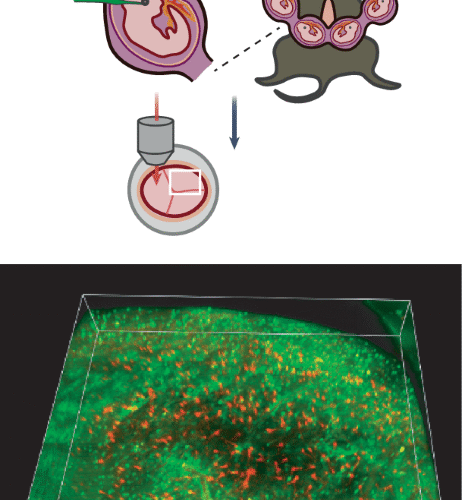 Long-term imaging in the embryonic mouse brain
