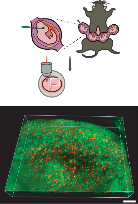 Long-term imaging in the embryonic mouse brain