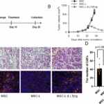MSCs delivering LIGHT prime immune response against CAFs to harness antigen loss variants
