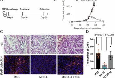 MSCs delivering LIGHT prime immune response against CAFs to harness antigen loss variants