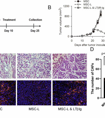 MSCs delivering LIGHT prime immune response against CAFs to harness antigen loss variants