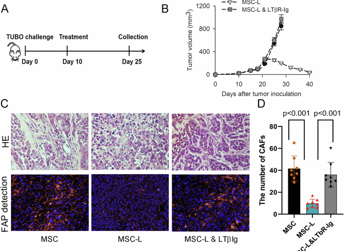MSCs delivering LIGHT prime immune response against CAFs to harness antigen loss variants