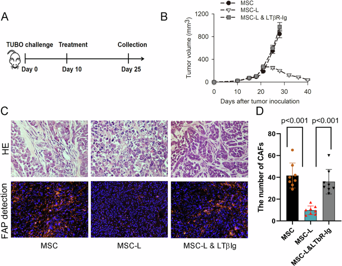 MSCs delivering LIGHT prime immune response against CAFs to harness antigen loss variants