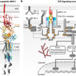 Mechanotransduction through T cell receptors: consensus, controversies and future outlooks