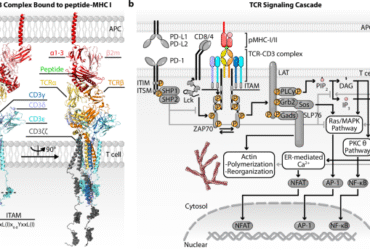 Mechanotransduction through T cell receptors: consensus, controversies and future outlooks