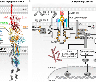 Mechanotransduction through T cell receptors: consensus, controversies and future outlooks