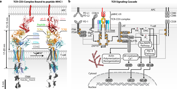 Mechanotransduction through T cell receptors: consensus, controversies and future outlooks