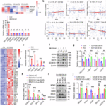 Mitochondrial double-stranded RNA drives aging-associated cognitive decline