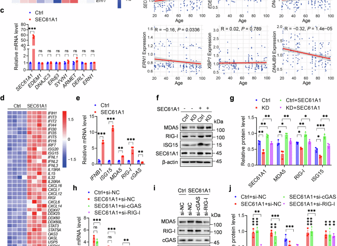 Mitochondrial double-stranded RNA drives aging-associated cognitive decline