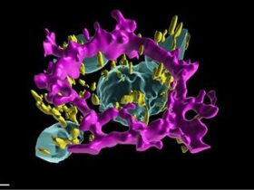 : A digital 3D image showing a polarized iRPE cell. It is very colorful with the cell border in magenta, the nuclei in cyan and the mitochondria in yellow.