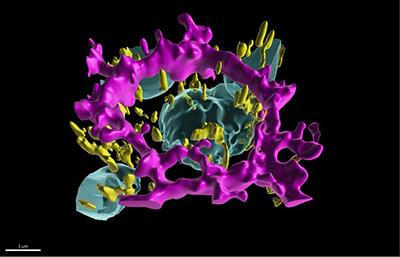 : A digital 3D image showing a polarized iRPE cell. It is very colorful with the cell border in magenta, the nuclei in cyan and the mitochondria in yellow.