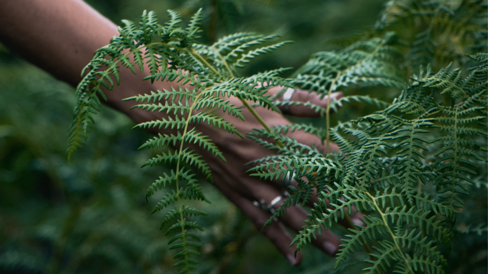 A person touching ferns, part of an outdoor meditation