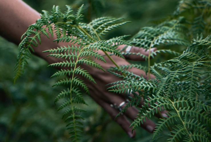 A person touching ferns, part of an outdoor meditation