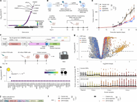 OR7A10 GPCR engineering boosts CAR-NK therapy against solid tumours