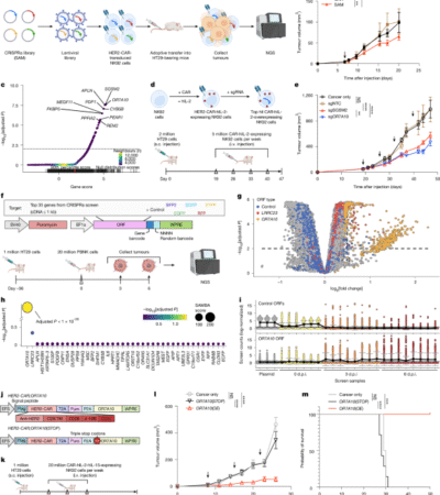 OR7A10 GPCR engineering boosts CAR-NK therapy against solid tumours