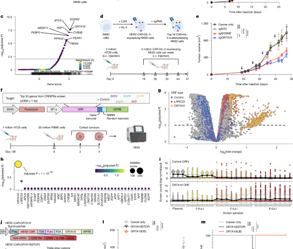 OR7A10 GPCR engineering boosts CAR-NK therapy against solid tumours