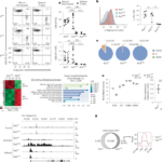 Phosphorylation of Runx protein controls helper CD4+ T cell versus cytotoxic CD8+ T cell lineage choice