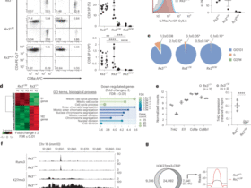 Phosphorylation of Runx protein controls helper CD4+ T cell versus cytotoxic CD8+ T cell lineage choice