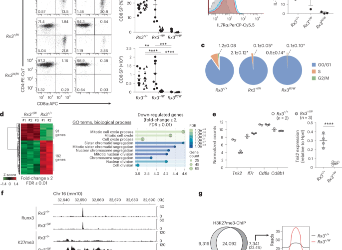 Phosphorylation of Runx protein controls helper CD4+ T cell versus cytotoxic CD8+ T cell lineage choice