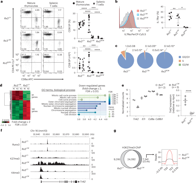 Phosphorylation of Runx protein controls helper CD4+ T cell versus cytotoxic CD8+ T cell lineage choice