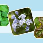 Poison Ivy, Poison Oak, and 7 Other Plants That Cause Rashes
