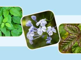 Poison Ivy, Poison Oak, and 7 Other Plants That Cause Rashes