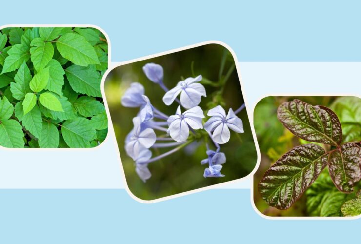 Poison Ivy, Poison Oak, and 7 Other Plants That Cause Rashes