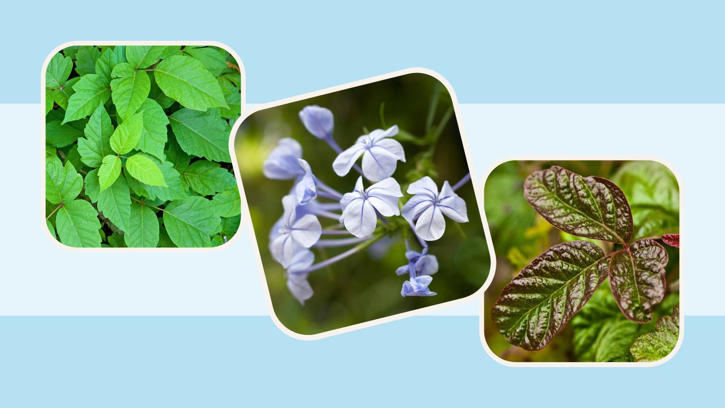 Poison Ivy, Poison Oak, and 7 Other Plants That Cause Rashes