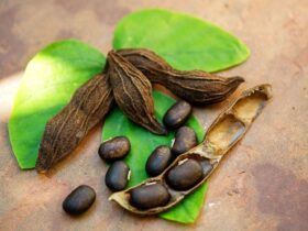 Potential Mucuna Pruriens Benefits and Possible Side Effects