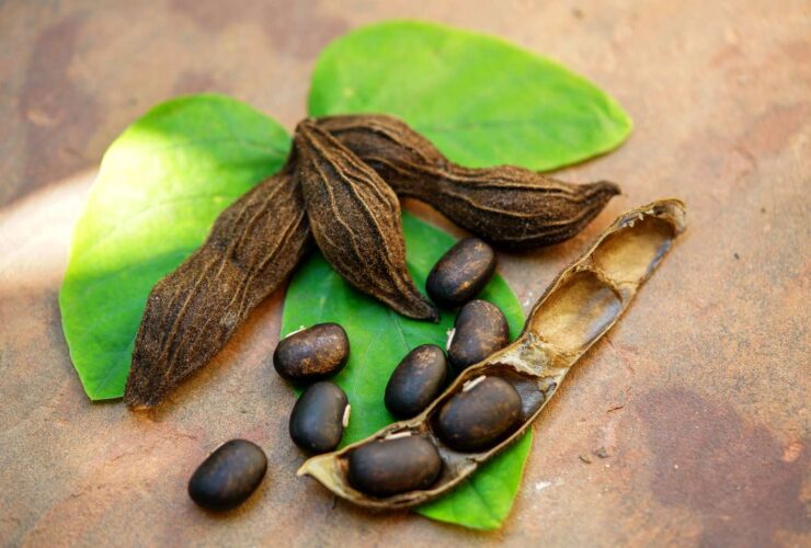 Potential Mucuna Pruriens Benefits and Possible Side Effects