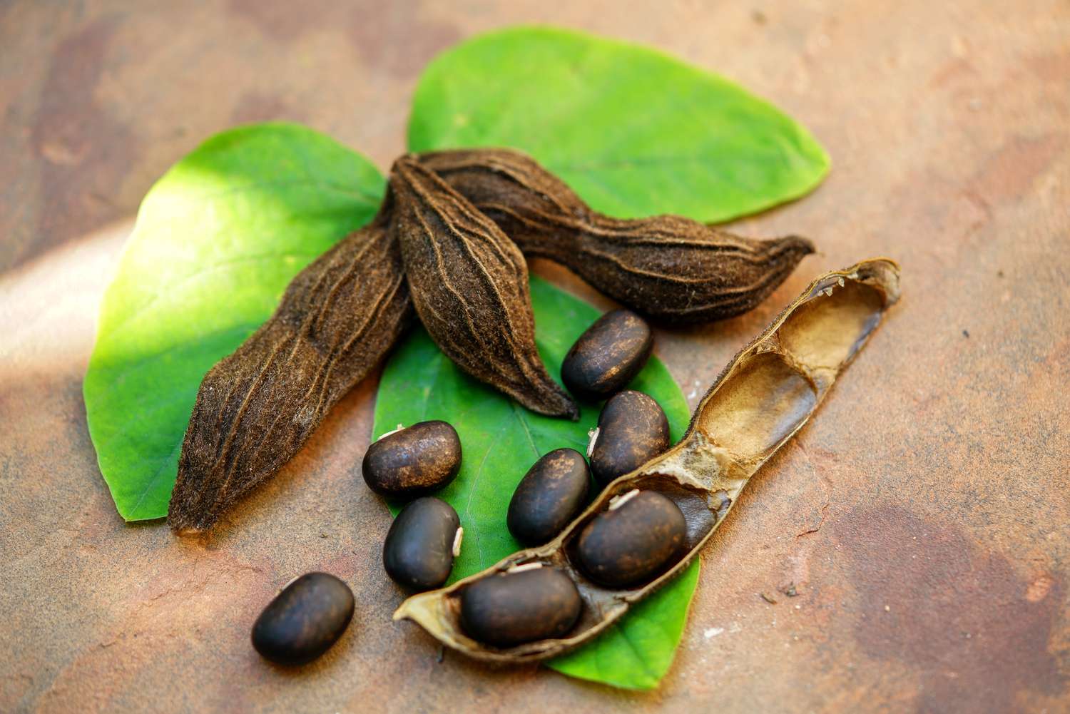 Potential Mucuna Pruriens Benefits and Possible Side Effects