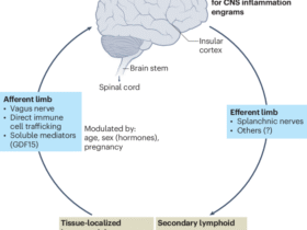 Pregnancy quenches inflammation through neuroimmune crosstalk