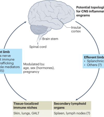 Pregnancy quenches inflammation through neuroimmune crosstalk