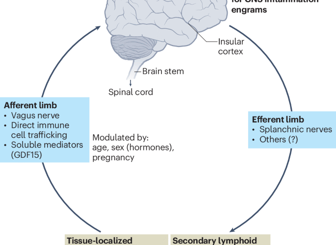 Pregnancy quenches inflammation through neuroimmune crosstalk