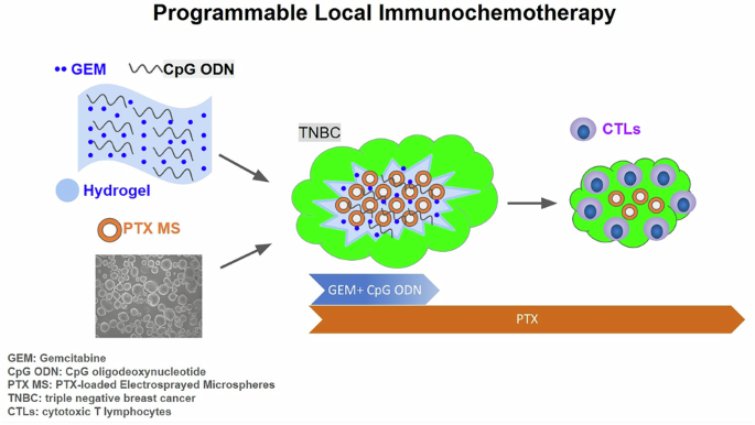 Programmable local immunochemotherapy for triple-negative breast cancer via spatiotemporally controlled release of CpG oligodeoxynucleotides, gemcitabine, and paclitaxel