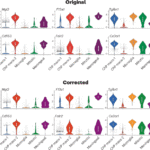 Publisher Correction: Diversity and immune dynamics of choroid plexus macrophages are shaped by distinct developmental origins